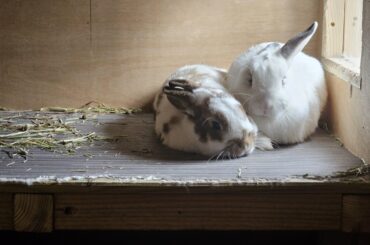 Cute bunnies from a shelter I work at!