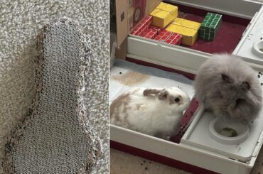 I swear they did it on purpose. I love them so much