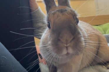 Dealing with Sudden loss of my bunny