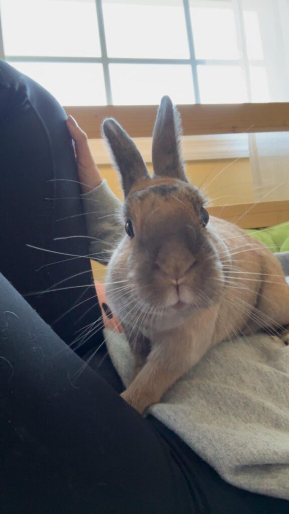 Dealing with Sudden loss of my bunny