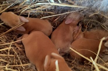 Urgent baby runt care