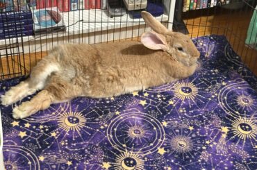 Terrible Update re Rapid weight loss + loss of mobility in rear leg