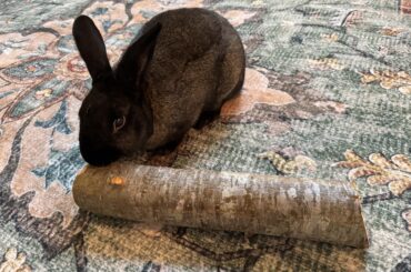 Did someone say chew stick?