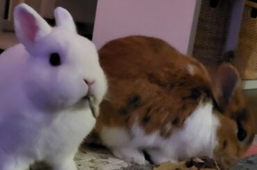 I caught Snowball having a thought