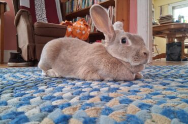 Financial Assistance for Spaying?