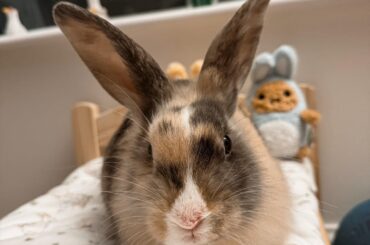 Rest in peace, our sweet Peanut