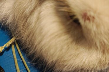 Wounds above my bunnies eyes