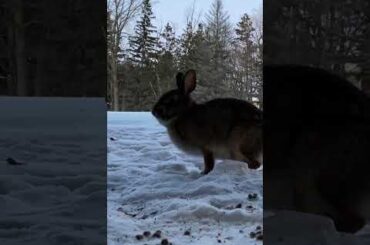 Curious About the Camera 🐰📷|Ep.631