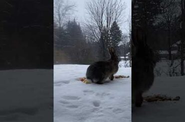 A Special Guest in the Snow 🎩🐰❄️|Ep.664