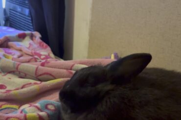 Rabbit hiccups?? Pls help