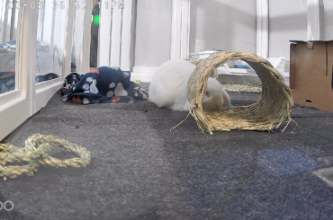 "Normal grooming behavior"