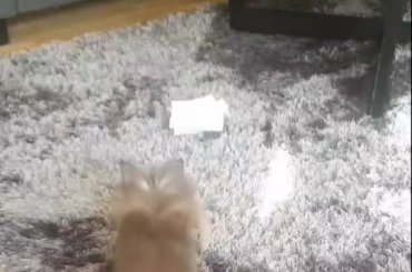 Your trash is my joy 🧻🐰