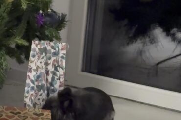 Let me unwrap this😈