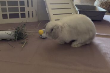 Clicker training the baby