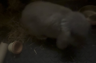 Sound on - is that oinking?