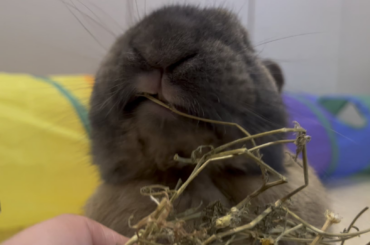 the face of a criminal who likes to lick people’s inside of their nose