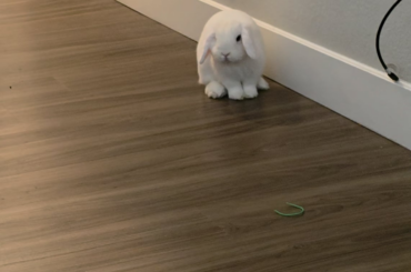 Bunny's happy face