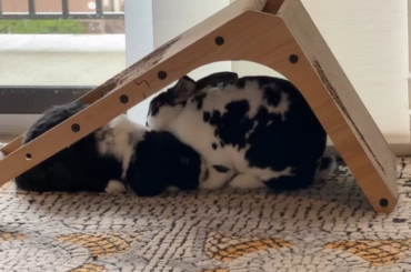 Every day I'm floppin'