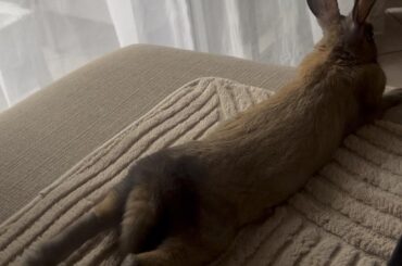 Chilling watching TLC🐰 😅