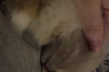 my sweet mochi