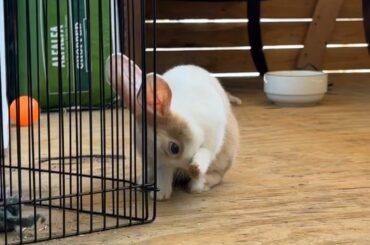 Do you guys know what kind of bunnies bun & bunn are?