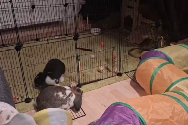 Excited Bunny