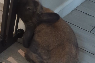 Walnut is VERY upset about the new baby gate