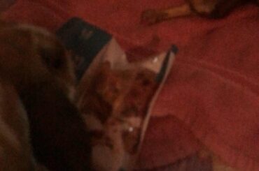 Idiot rabbit blind to the nanner