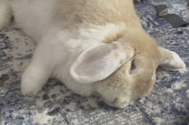 I wonder what those dreams are about…