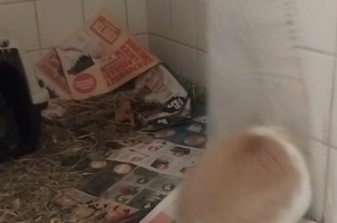 Mr Tumnus loves the shower curtain