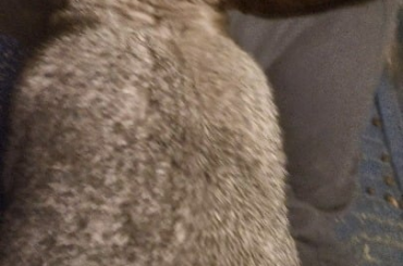 I trained Moose to jump on my lap