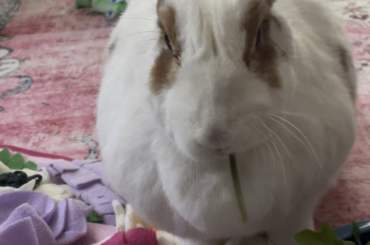 Cilantro