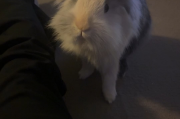Cutie pie🥹🐰