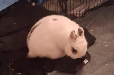 is this normal behavior or is he up?