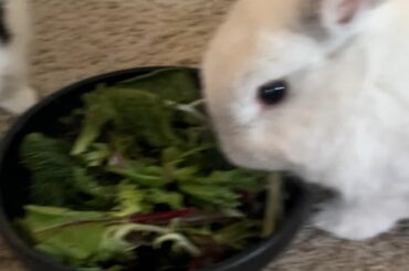 Documenting my rabbit’s journey with trachea collapse (rare condition in rabbits)