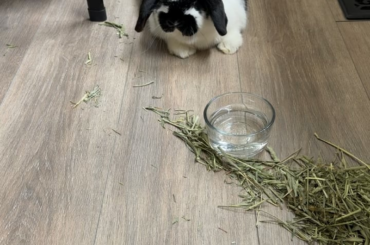 Our little special boy enjoying hay 💙