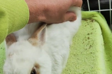 I guess Miel likes to be scratched.