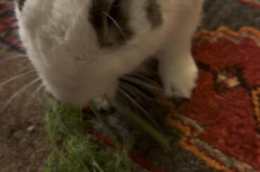 Little guy survived GI Stasis