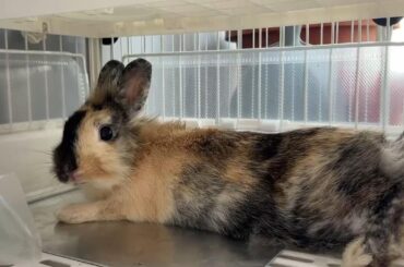 Is my Rabbit’s breathing too fast?