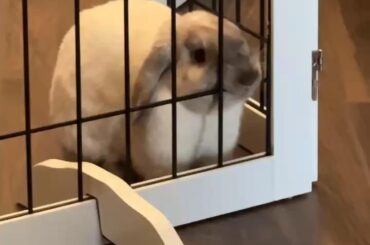 more of my dumb baby son