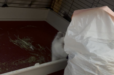 He really doesn’t like cleaning of his enclosure