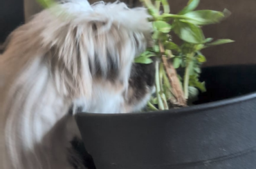 Tito eating basil