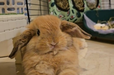 Anyone else's bunbun do this?