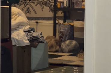 Made a post here 218 days ago about how my bunnies weren’t bonding, this was them last night for the first time😭