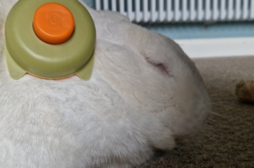 He loves being brushed 🐇
