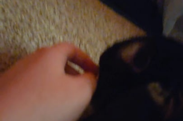When she only licks me because she wants me to pet her 💀