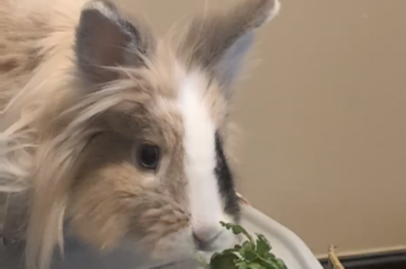 Eating basil