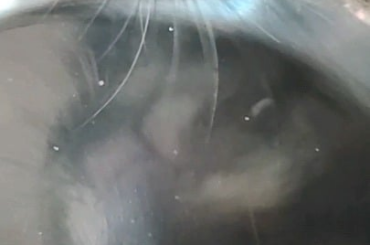 I can see TuBao's tongue from the reflection of the water bowl!