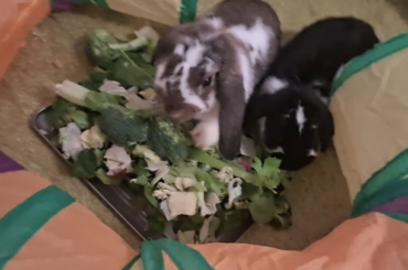 Charlotte and Alice, my bunnies as a new bun mom