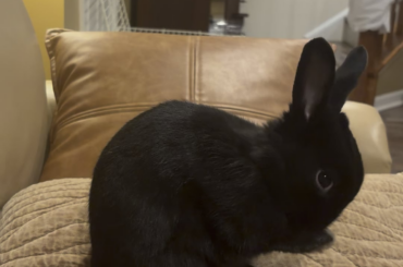 Meet Sumikuro! Sumi for short!